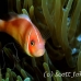 anemonefish_pink_bs_h_0705_png489.jpg